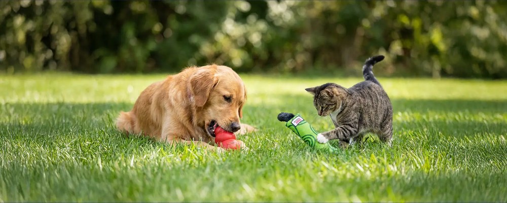 A dog and a cat playing with KONG toys on grass