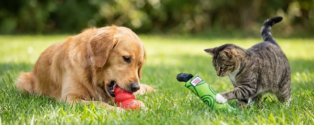 A golden retriever with a red KONG Classic and a tabby cat with a green KONG Kickeroo on a lawn