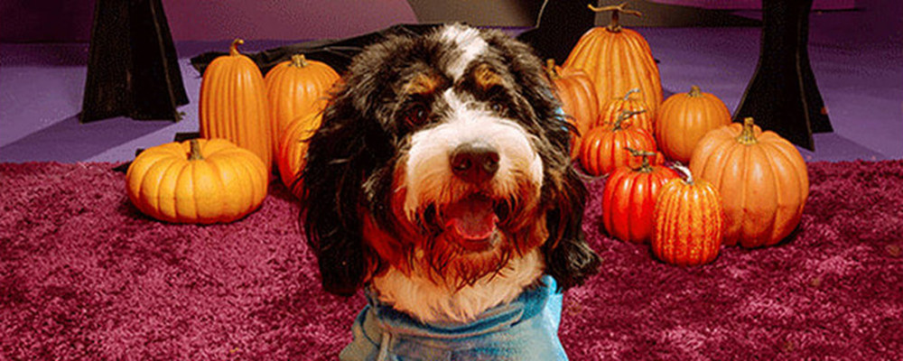 A dog in a blue bandana sitting among pumpkins